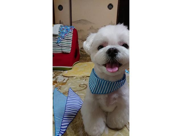 株式会社ガレージ ジャマイカッ