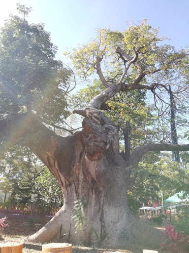 Árbol Ceiba o Pochote - Thumbnail