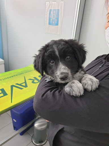 Clinica Veterinaria i Gelsi di Alberto Villa e Laura Caldarini - Thumbnail