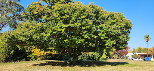 John's Tree