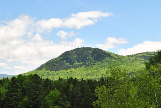 Mount Wright Ancient Forest Park - Visual