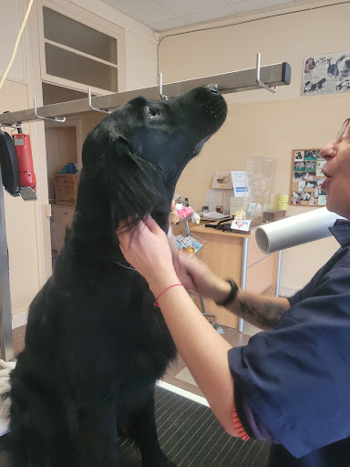 L'univers Canin - Thumbnail