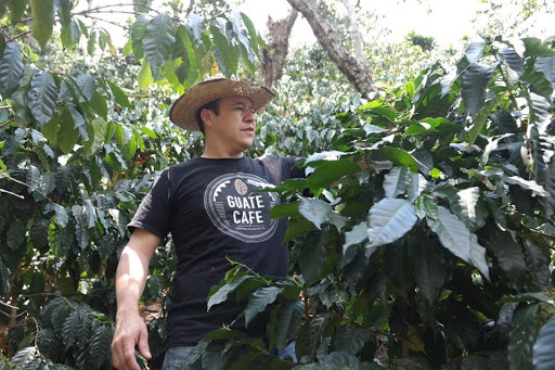 Guate Cafe - Visual