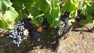 Photo n°10 de Domaine de l'Ameillée à Puy-l'Évêque (Maison de vacances)