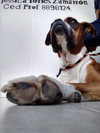 Jessi Vet Clinica Veterinaria - Estética Canina