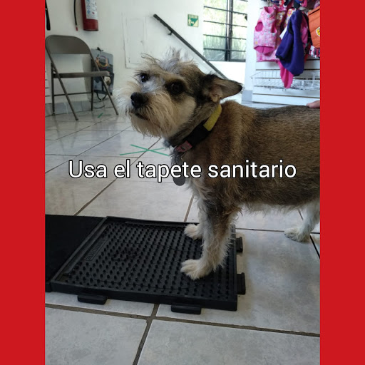 Clinica Veterinaria Mini Pets