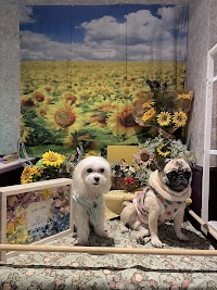 89cafe パグカフェ 空堀商店街