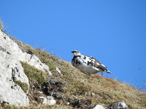 I Piagn Vallada Agordina(Belluno)