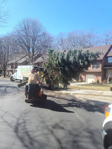 Boylan’s Tree Service LLC