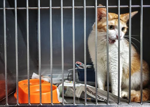 Kitty's Cottage Klinik Haiwan dan Surgeri SHAH ALAM