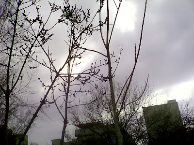 Photos of Acacia Gardens