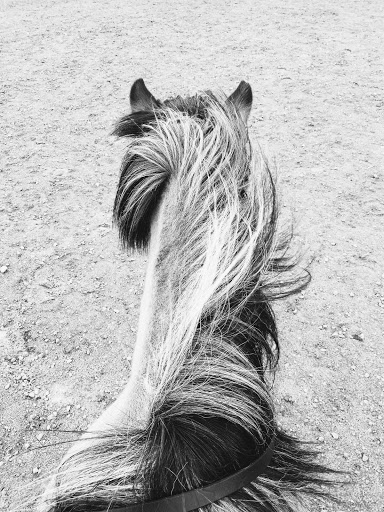 Iskrokens Icelandic horses - Thumbnail