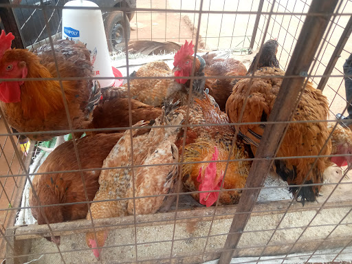 Noel's Farm Shop - Thumbnail