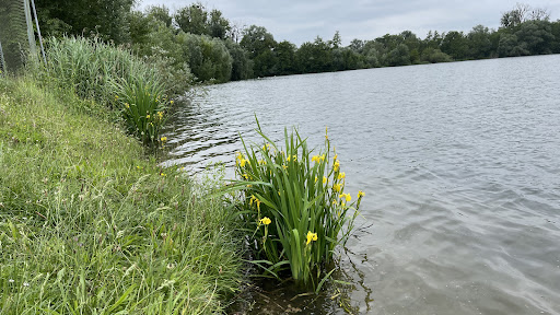 Rheinmünster-Söllingen - Thumbnail