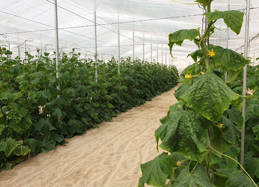 Escuela Agraria Vícar