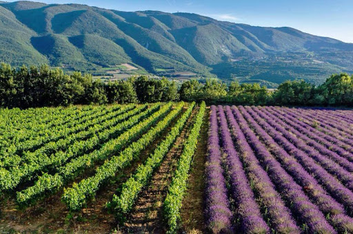 Luberon Tour - Thumbnail