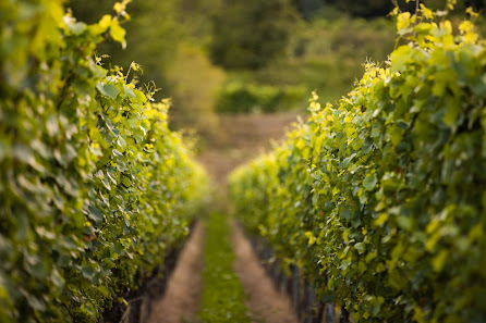 Weingut Zimmerlin Kirchweg 2, 79268 Bötzingen