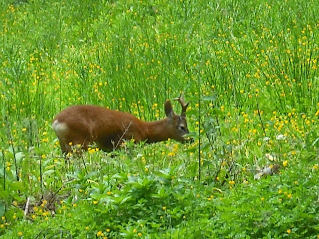 Allen Banks and Staward Gorge