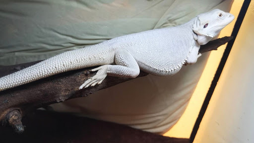 RUTHLESS REPTILES - Visual