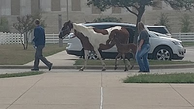 Large Animal Hospital