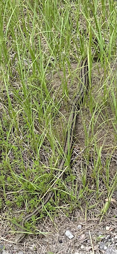 Lake Busbee Walking Trail - Thumbnail