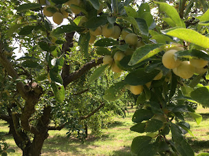 Photo n°10 de La Bottée chambres d'hôtes à Vigneulles-lès-Hattonchâtel (Chambre d'hôtes)