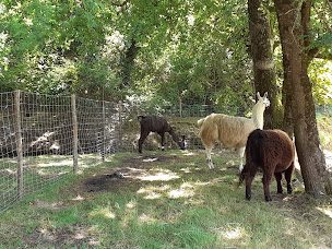 Photo n°9 de Les Z'animaux de Babou à Vensac (Service de médiation)