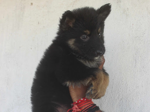 German Shepherd male puppy available  post image
