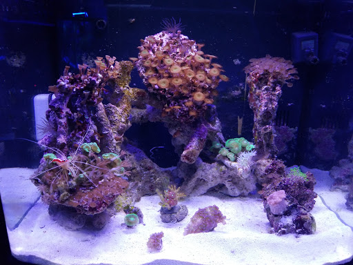 Exotic Reef Designs - Thumbnail