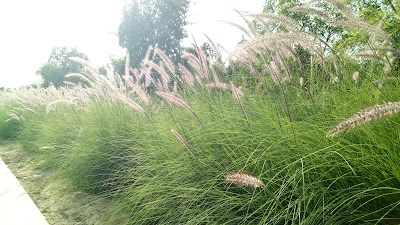 Photos of Wasit Wetland Centre
