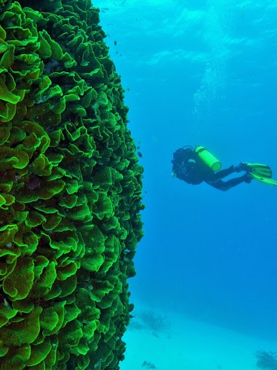 Photos of Mai Dive Astrolabe Reef Resort