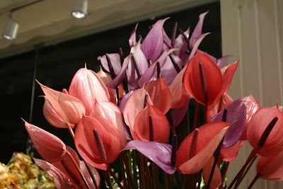 Photos of Florence Flowers