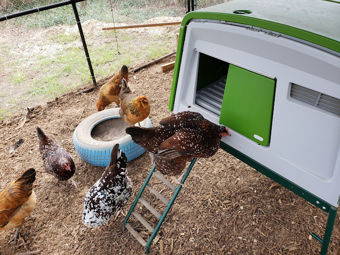 What the Cluck Holiday Boarding