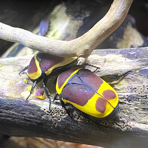 EntoScapes - Visual