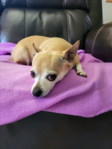 Capital City Vet Clinic - Thumbnail