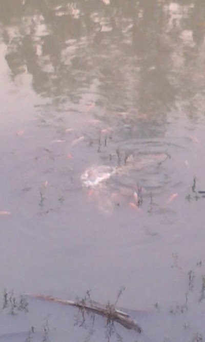 Photos of Danau Tanjung Sari