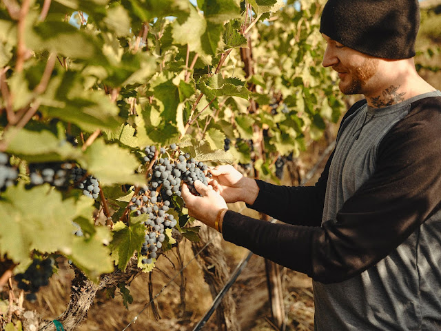 Kiona Vineyards and Winery by null