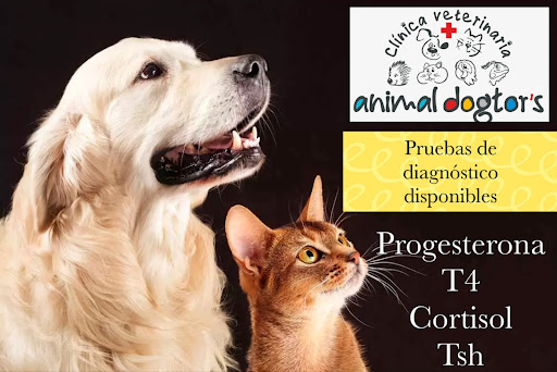 clinica veterinaria animal dogtor´s