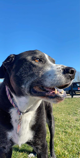 Davis Animal Clinic - Thumbnail