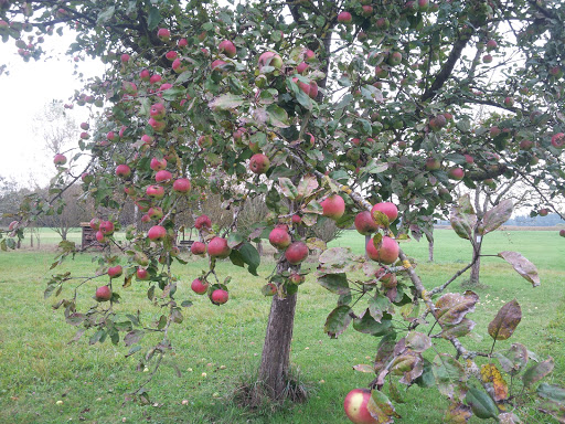 Obstbaummuseum - Visual