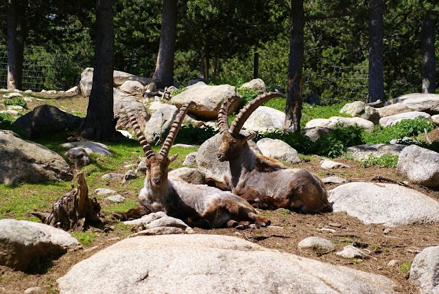 Parc Animalier des Angles en Capcir