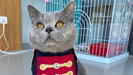 Nekoffee’s 貓貓甜點室 / 台中貓咖