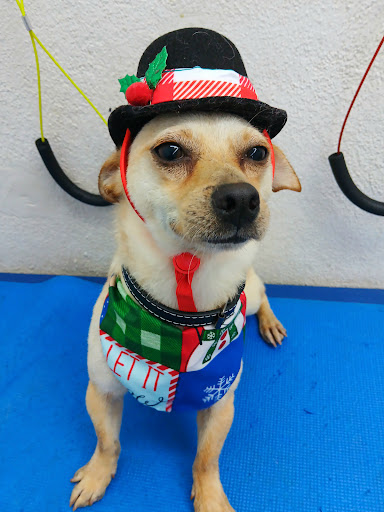 Clínica Veterinaria Alvert