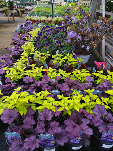Blackwood Garden Centre - Thumbnail