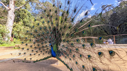 Kotara Park Tennis Gallery - Australia
