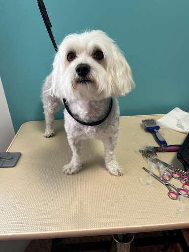 Consulta Veterinaria & Peluquería AZAHAR