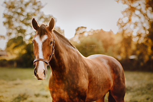 Rachelle Rousseau Photography - Thumbnail