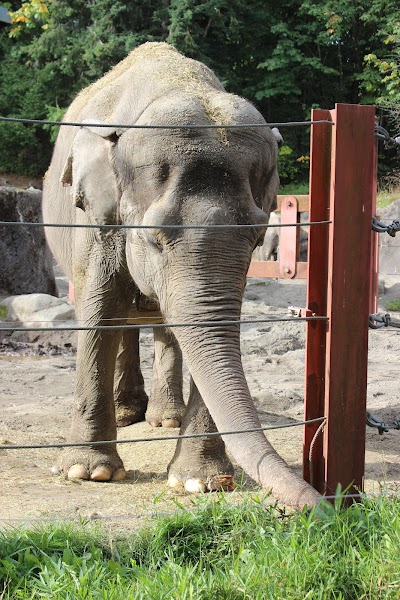 Asian Elephant Barn