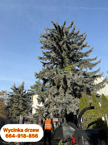 Wycinka drzew