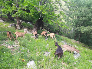 Photo n°21 de La Ferme de Bellis à Mialet (Produits laitiers)
